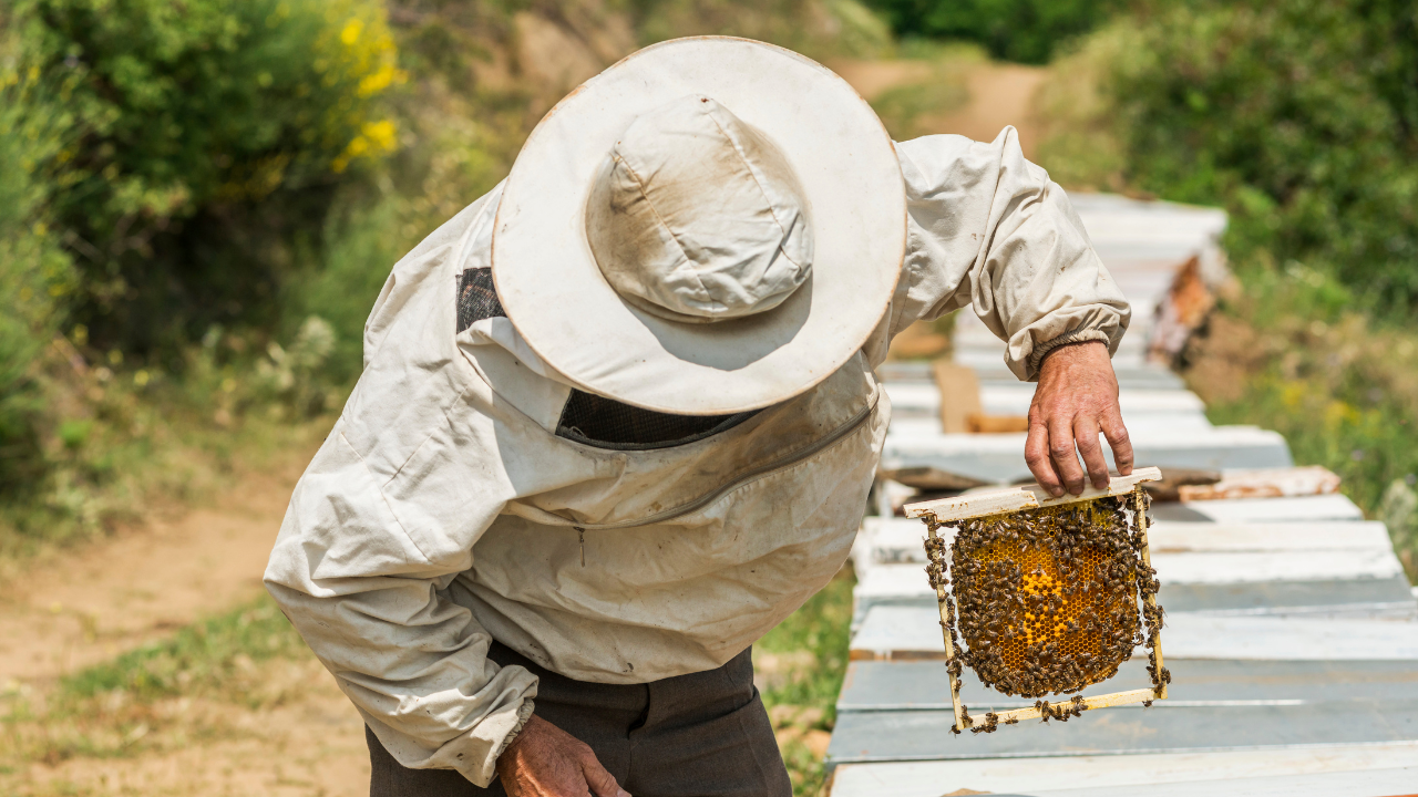 Press Release | Custodians of the National Insect: Protecting It Together!