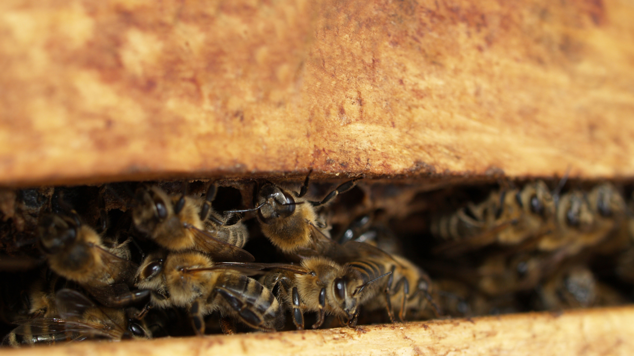 Custodians of the National Insect: APIVITA Partners with the Foundation for the Conservation of the Maltese Honey Bee in the Context of the Billion Bees Programme