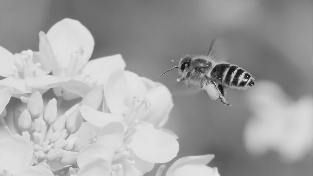 Stqarrija għall-Istampa | Fażi 1: Pjan ta’ Azzjoni għall-Konservazzjoni tal-Insett Nazzjonali